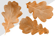 Oak tree leaves and acorns, an Object Graphic by Fruits+Veggies (Thumbnail 8 of 11)