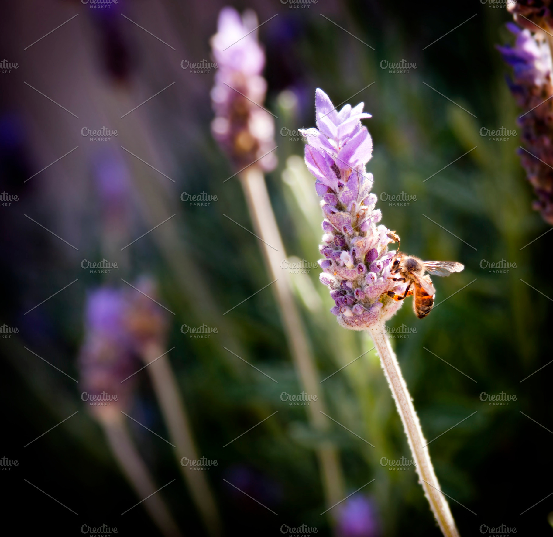 Bee on Lavender, a Nature Photo by THP Creative