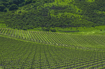 Vineyards Of Napa Valley 2 preview 6