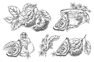 Bergamot fruits, flowers and leaves, a Food Illustration by Sabelskaya