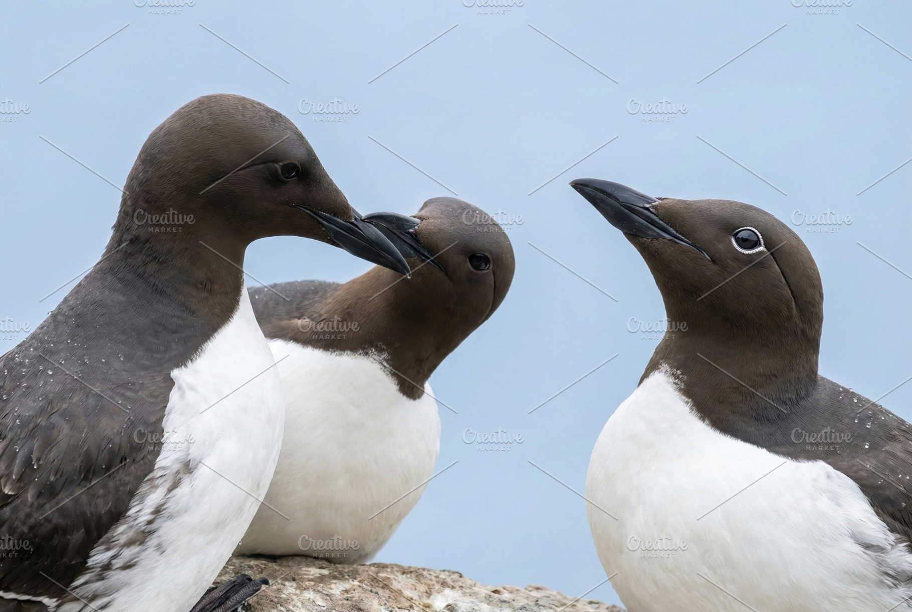 Three Common Guillemots on Rock, an Animal Photo by Virgo Studio