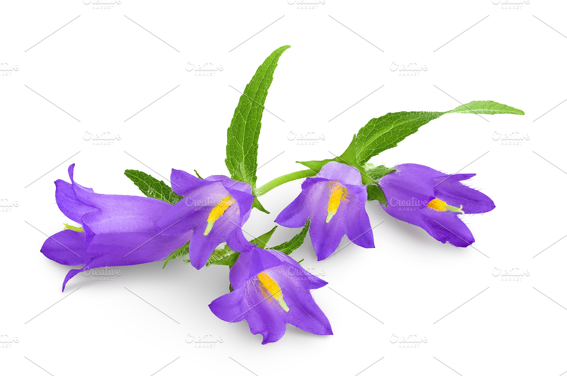 Campanula flower isolated on white, a Nature Photo by NataPhoto