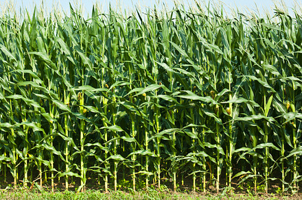 Corn field featuring corn, field, and crop