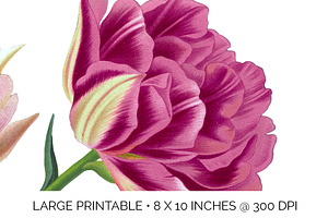 Double Tulips Vintage Flowers