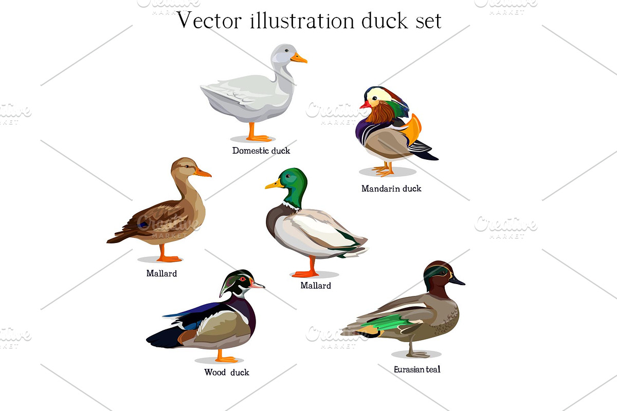 Duck set vector, an Object Illustration by Sweet_print (Photo 1 of 2)