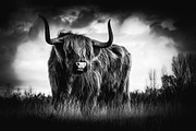 Black and White Lightroom Presets, an Action Add-On by Madison Colt Studios (Thumbnail 2 of 15)