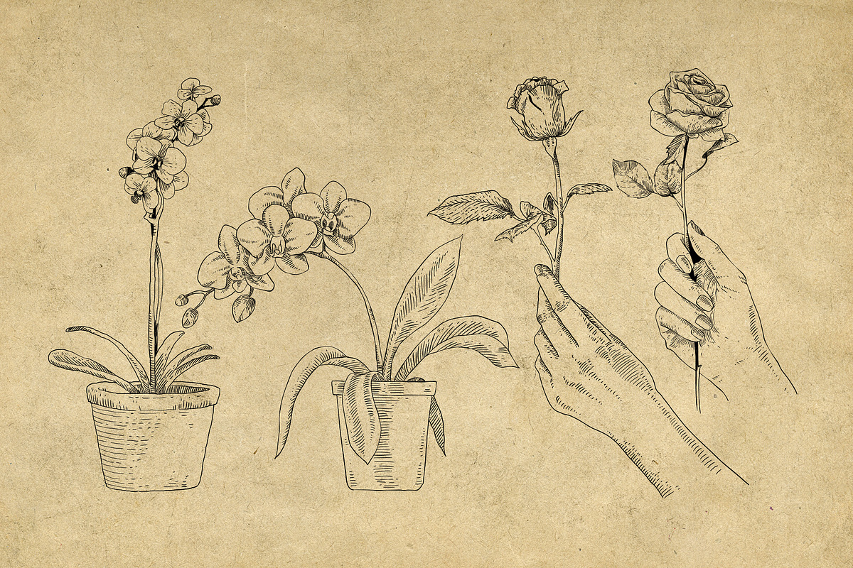 40 Vintage Floral Illustrations, an Illustration by Hatch Design Workshop (Photo 5 of 15)