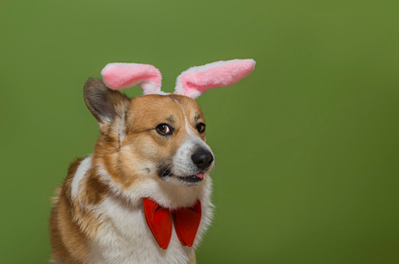 charming portrait of a corgi pembrok, an Animal Photo by nataba