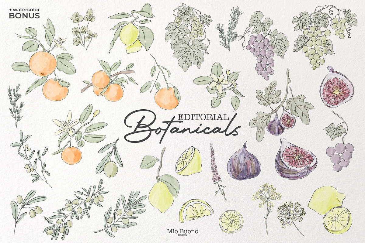 Editorial Botanical Line Art, an Object Illustration by Mio Buono (Photo 15 of 16)