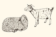 Hand Drawn Animals, an Animal Illustration by Artspace (Thumbnail 5 of 6)
