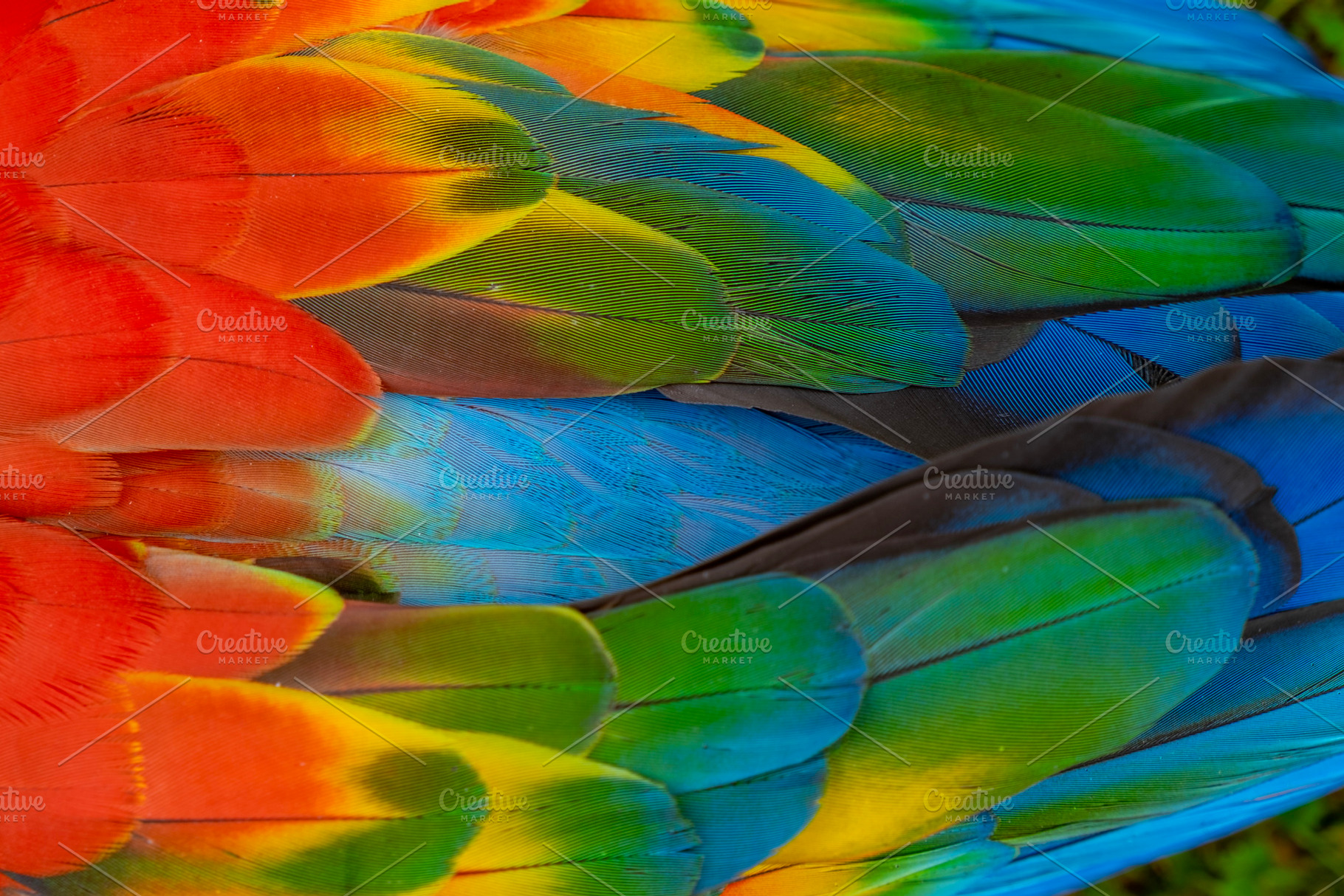 Macaw feathers, a Photo by Atropos Images