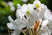 Mushrooms In The Forest Photography, a Nature Photo by Full Circle Design Studio (Thumbnail 4 of 38)