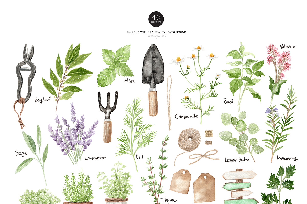 Watercolor HERB GARDEN Clipart, a Decorative Illustration by Beigetime (Photo 3 of 8)