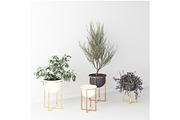 Interior Plants Trio, a Furniture 3D Model by 3DCargo (Thumbnail 2 of 9)