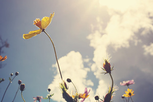 Cosmos flowers stock photo containing flowers and flower