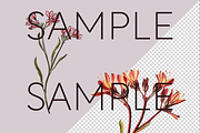 Kangaroo Paw Australian Clipart, a Decorative Illustration by Pawcasso's Portraits (Thumbnail 2 of 6)