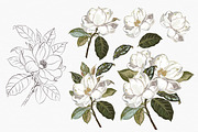 Lemons and Magnolia vector set, an Object Illustration by FleurArt (Thumbnail 2 of 11)