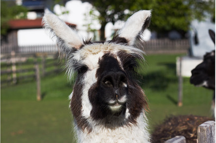 Llama enjoying a sunny day, an Animal Photo by Irina