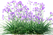 81 Farm Plants Photo Overlays, a Nature Photo by KenScape (Thumbnail 4 of 4)