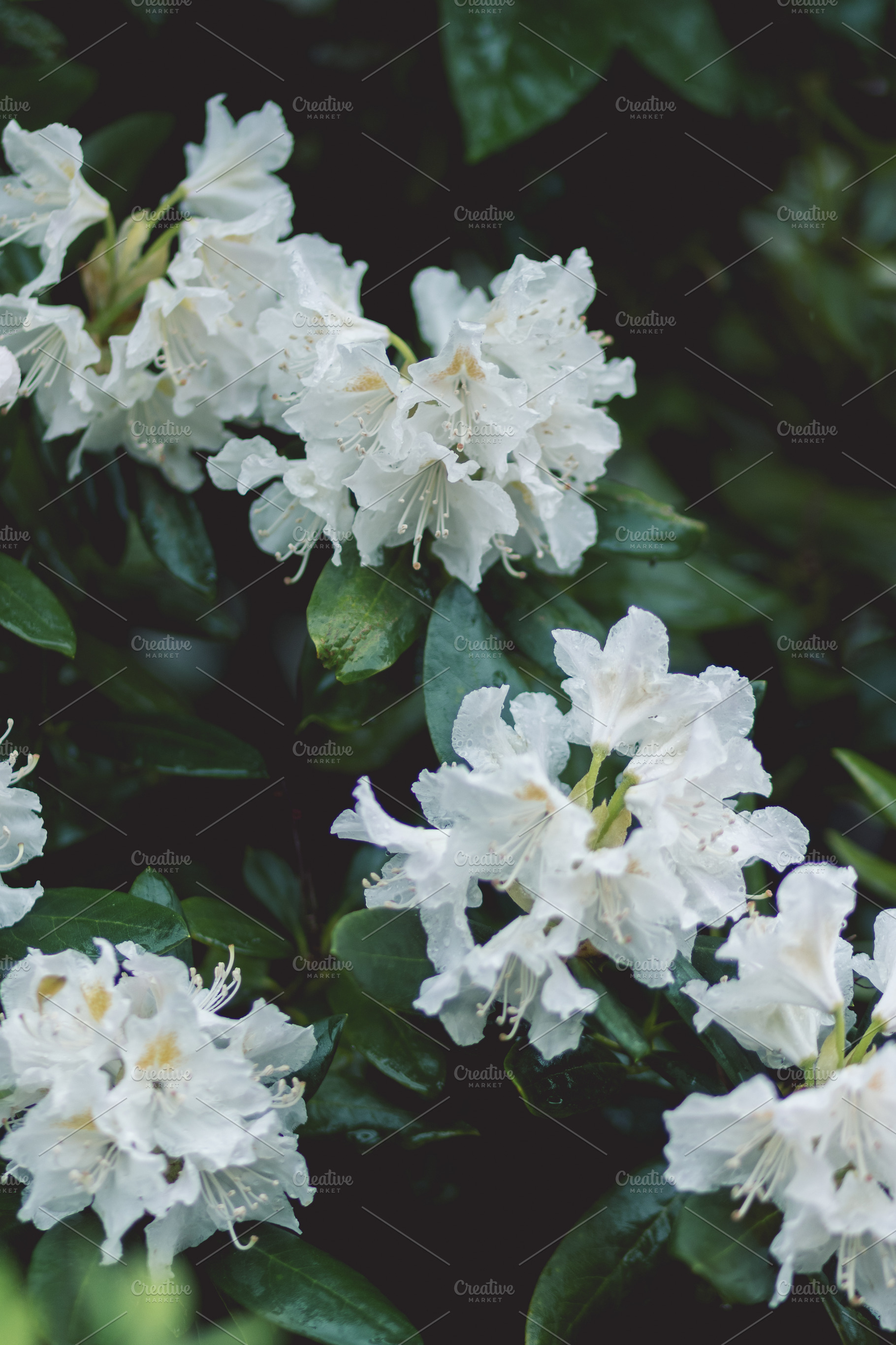 Moody White Spring Flowers, a Nature Photo by René Jordaan Photography