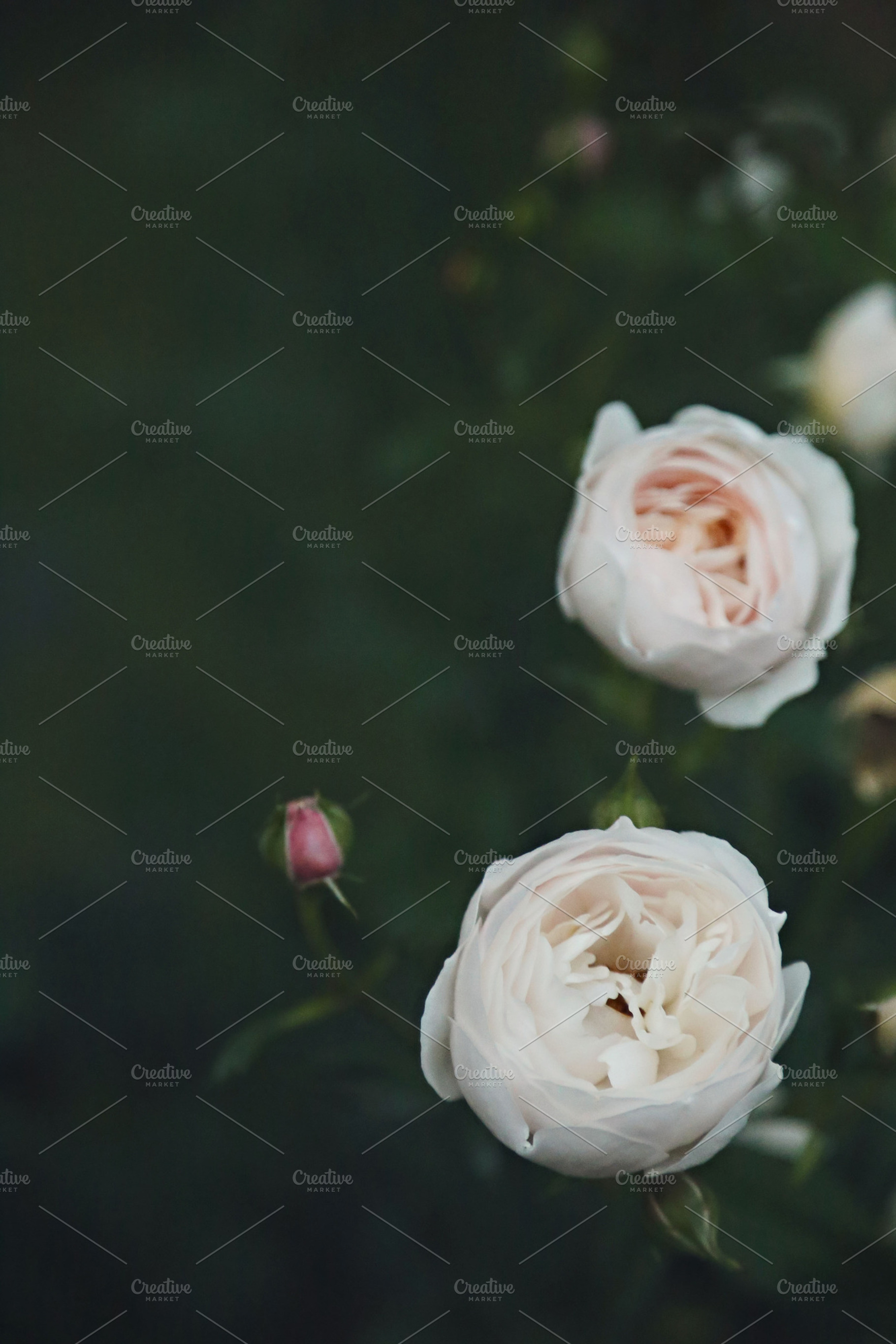 Soft White Rose Blooms