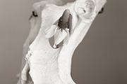 Garden Magic Tarot Photo Stock, a Nature Photo by House of Divine Style (Thumbnail 6 of 21)