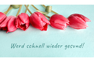 Red tulips on a light blue, a Photo by tilialucida