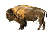 Bison, buffalo from a splash, an Animal Illustration by 3D Tai (Thumbnail 1 of 3)