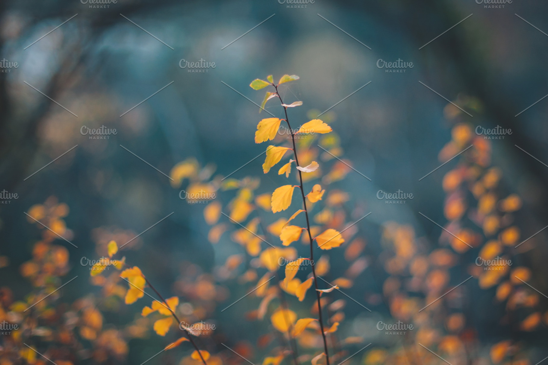 Autumn trees leaves in vintage color containing autumn, background, and, a Nature Photo by David Khelashvili