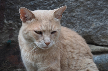 orange tabby cat, a Photo by WorldPhotos
