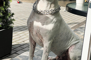Large white dog wearing chain collar sitting on a patio in sunlight, a Photo by AS photostudio
