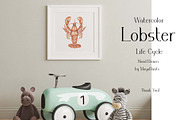 Watercolor Lobster Life Cycle, an Education Illustration by MayaNavits (Thumbnail 7 of 7)