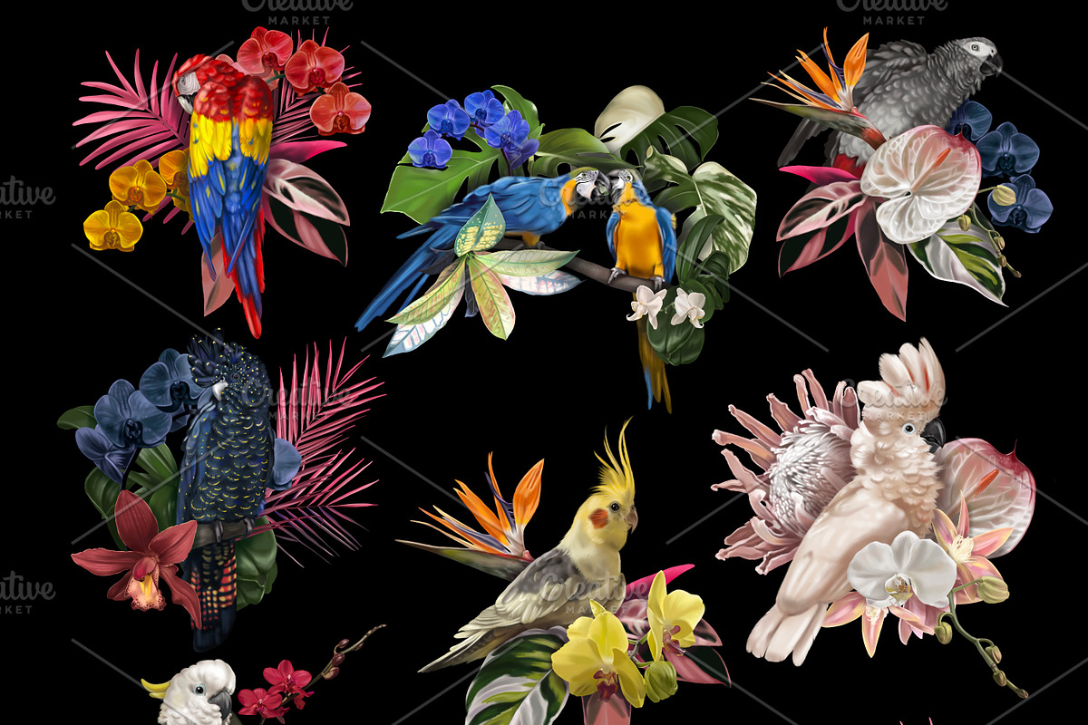 Tropical life. 100+ Parrot & flower, an Illustration by NNclipart (Photo 10 of 14)