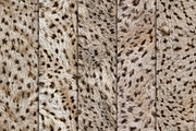 Realistic Cheetah Fur Texture, a Pattern Graphic by Artonix (Thumbnail 2 of 4)