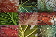75 Leaf Veins Stock Photos, a Nature Photo by Incomelion (Thumbnail 4 of 14)