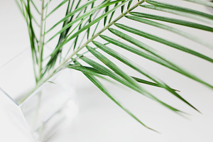 Palm Leaves Abstract