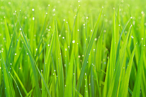 Green grass with dew, a Photo by saiko3p