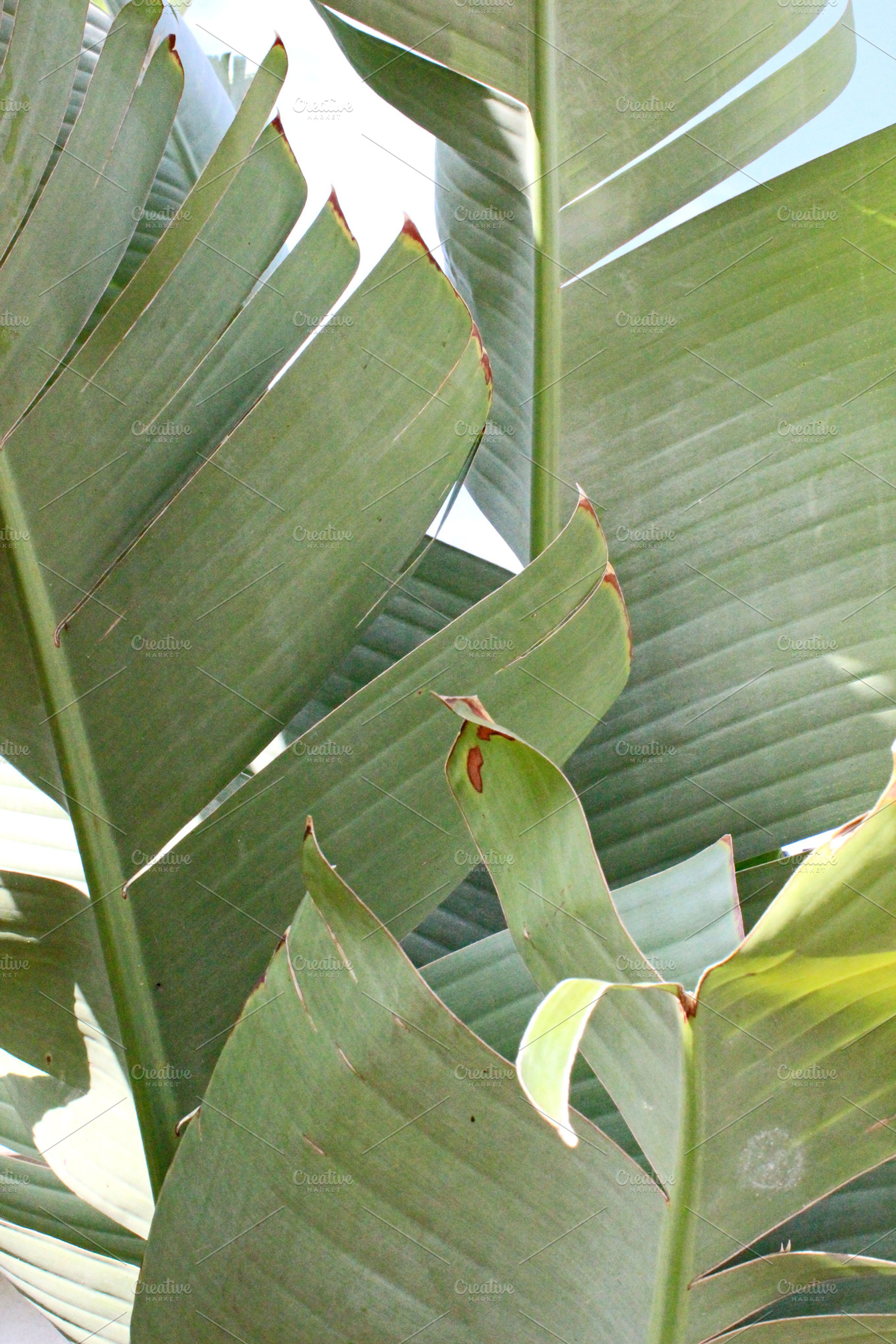 Palm fronds containing palm, fronds, and plants, a Nature Photo by Erica Patstone
