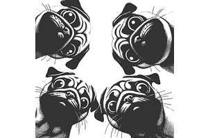 Curious Pug Faces engraving vector, an Animal Illustration by AlexArt