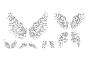 Angel wings ink sketch, pair of, an Animal Illustration by Sabelskaya
