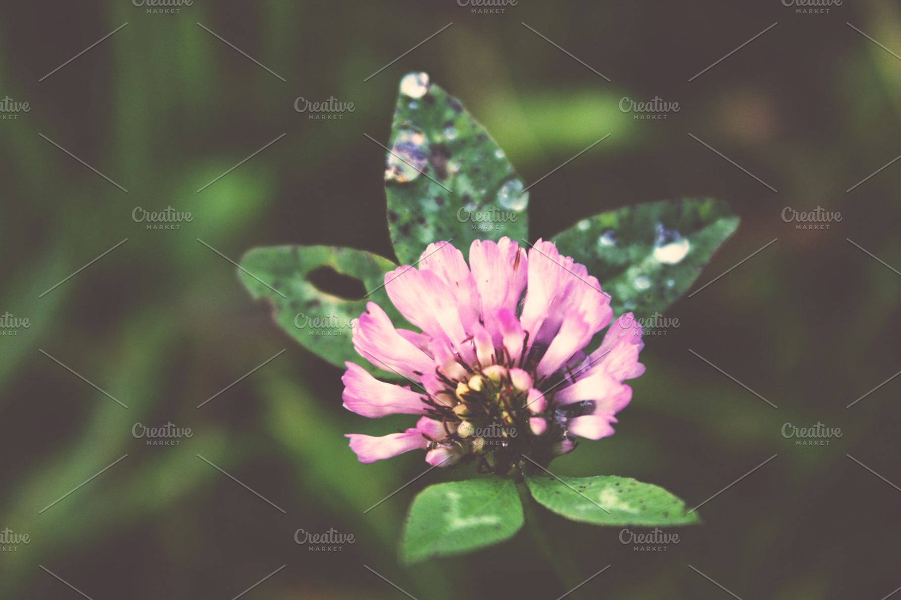 Shamrock Featuring Shamrock Bloom And Nature