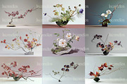 45 Japanese Ikebana Flowers Photos, a Nature Photo by Incomelion (Thumbnail 11 of 13)