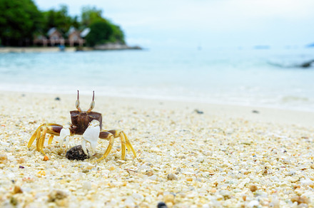 Closeup of wind crab on the sand featuring beach, sand, and sea, an Animal Photo by yongkiet jitwattanatam