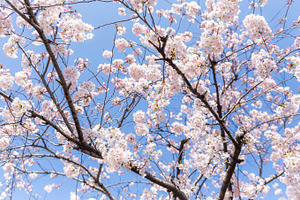 Sakura japanese cherry blossom containing sakura, sakura flower, and cherry