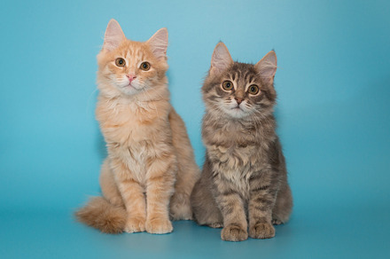 Two kittens sit side by side on a blue background
