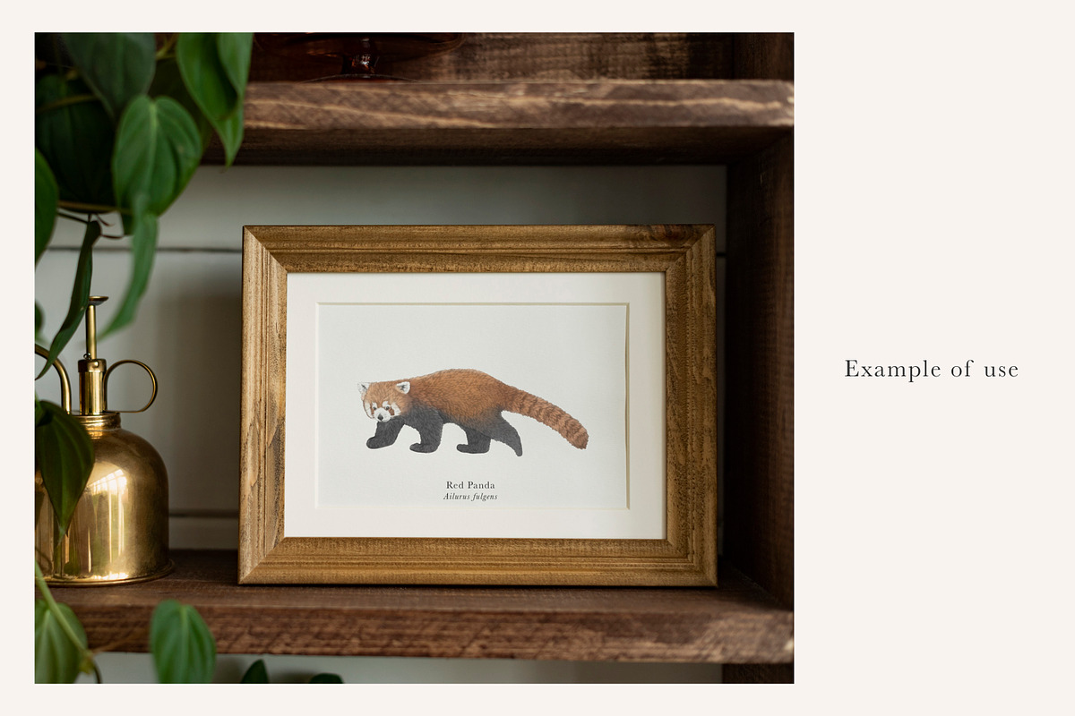 Red Panda Illustration – PNG, an Animal Illustration by LaurenFittonIllustration (Photo 3 of 7)