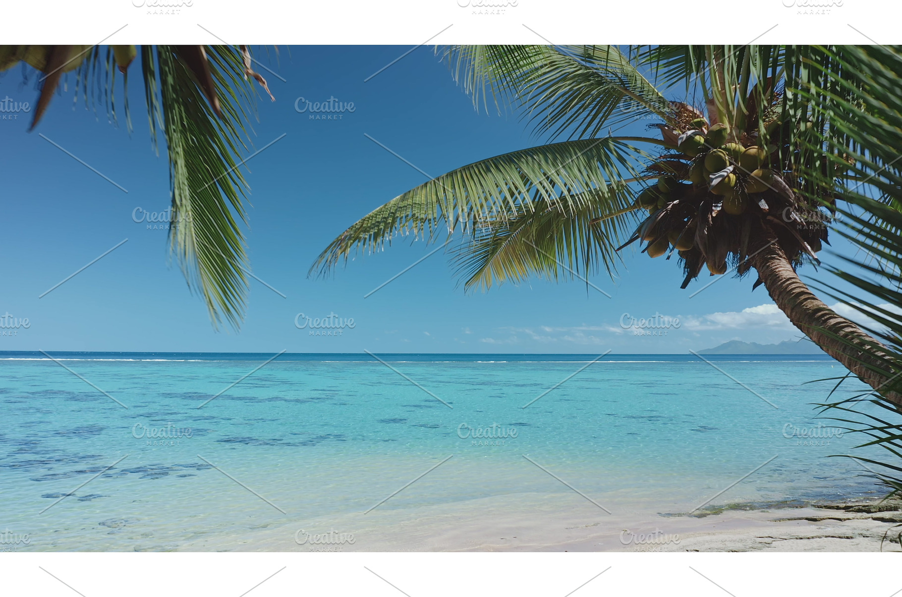 Palm trees swaying on tropical beach, a Nature Photo by Goinyk