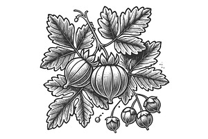 Gooseberry Cluster engraving vector, a Food Illustration by AlexArt