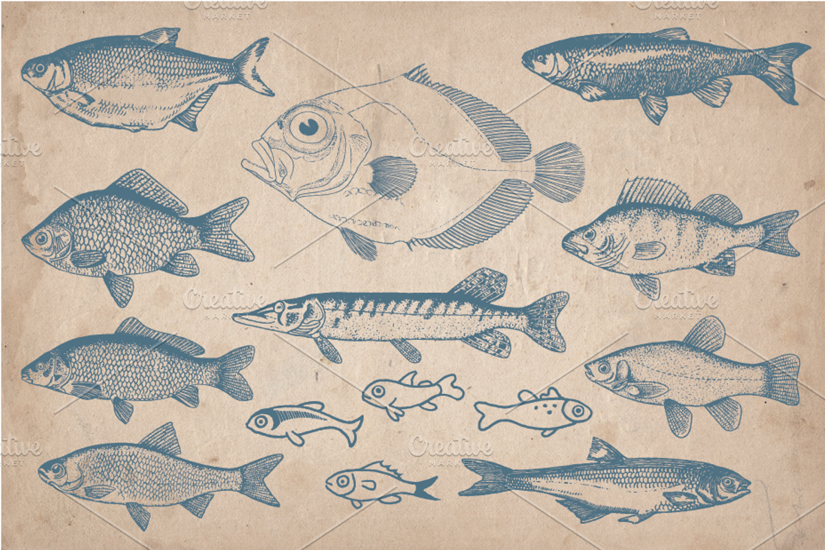 58 Vintage Hand Drawn Fish, a Food Illustration by Mr Vintage (Photo 5 of 5)