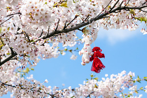 Blooming cherry tree in spring, a Nature Photo by BOOCYS